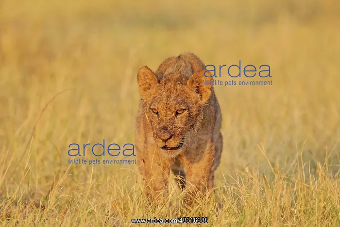 : 80184885 Lion - cub in the morning sun Savuti, Chobe : 80184885 Lion - cub in the morning sun Savuti, Chobe