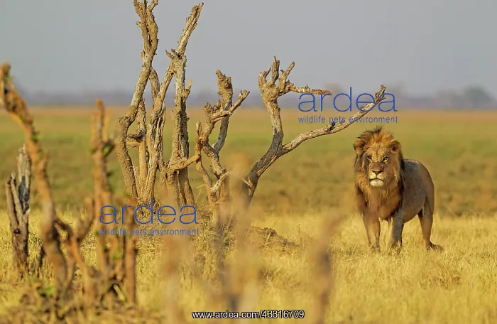 : 80184887 Lion - male Savuti, Chobe National Park : 80184887 Lion - male Savuti, Chobe National Park