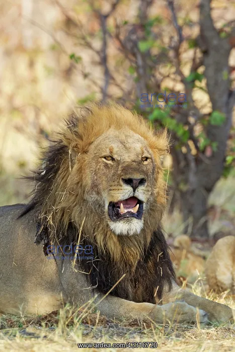 : 80184888 Lion - resting male Savuti, Chobe National : 80184888 Lion - resting male Savuti, Chobe National