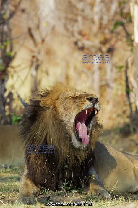 : 80184889 Lion - yawning male Savuti, Chobe National : 80184889 Lion - yawning male Savuti, Chobe National