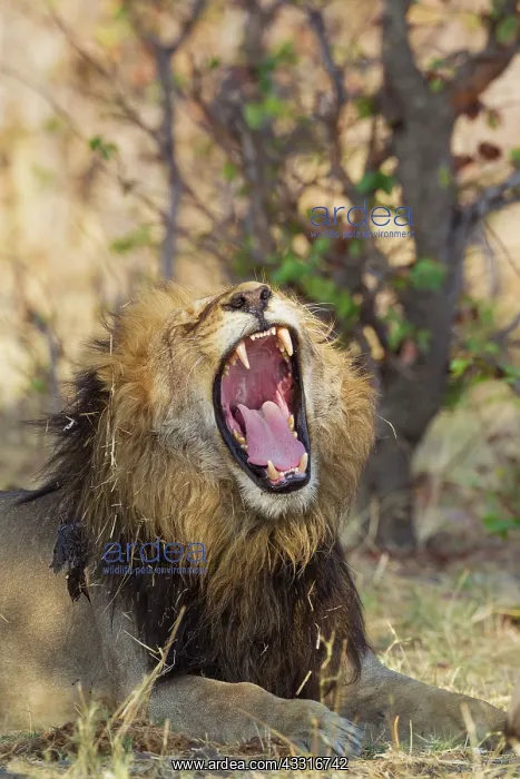 : 80184890 Lion - yawning male Savuti, Chobe National : 80184890 Lion - yawning male Savuti, Chobe National