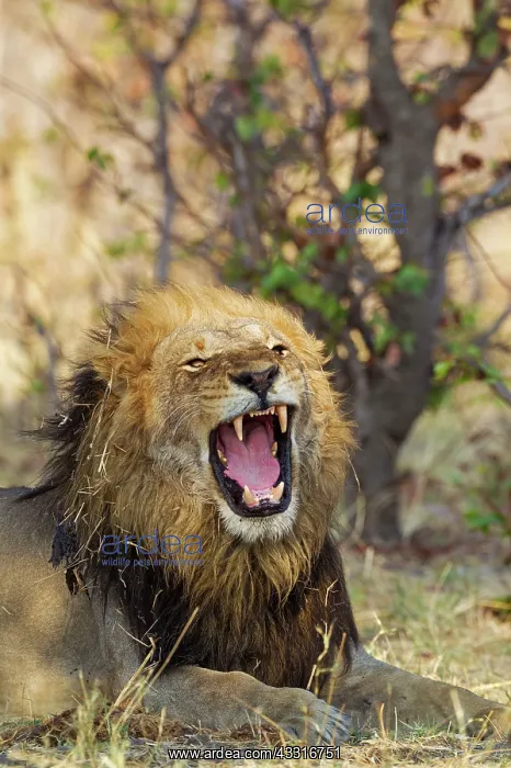 : 80184891 Lion - yawning male Savuti, Chobe National : 80184891 Lion - yawning male Savuti, Chobe National