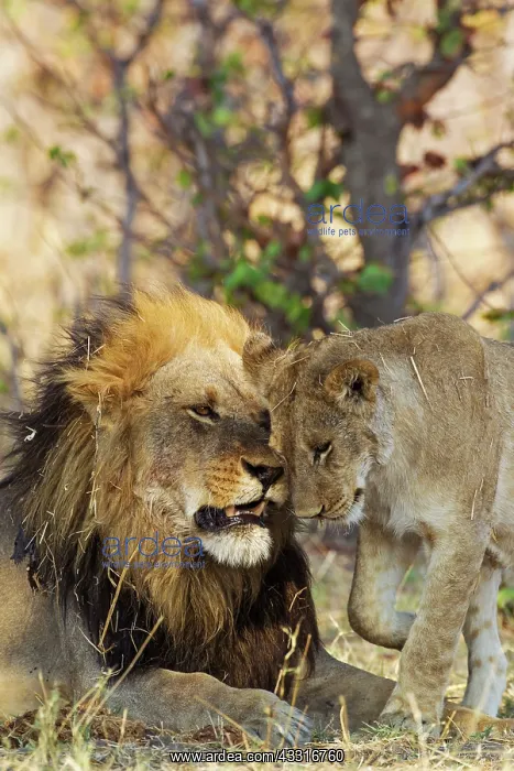 : 80184892 Lion - greeting between male and subadult : 80184892 Lion - greeting between male and subadult