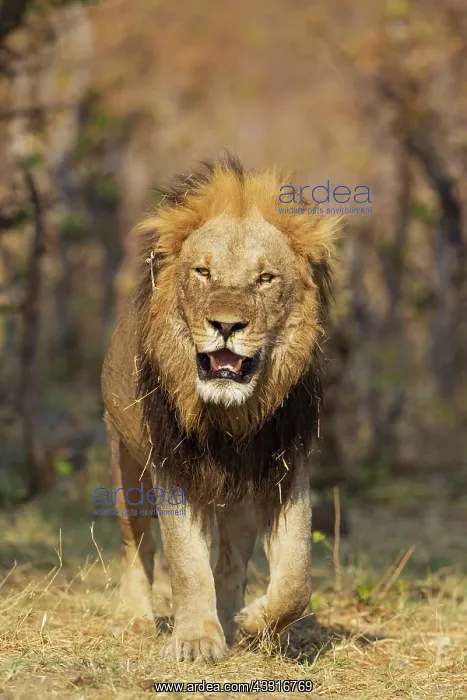 : 80184893 Lion - older male walking towards an open : 80184893 Lion - older male walking towards an open