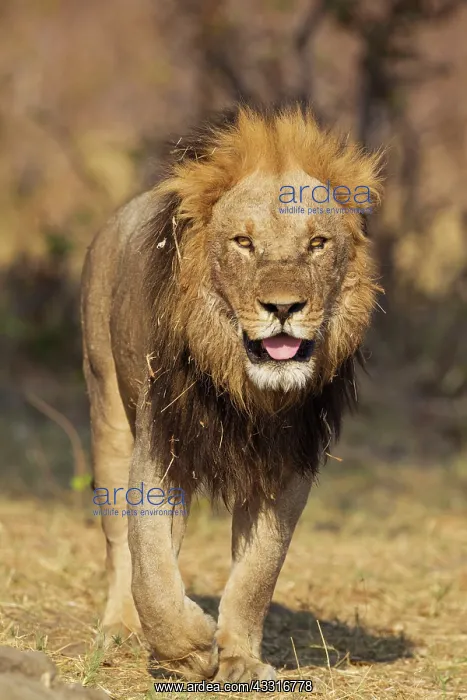  : 80184894 Lion - older male walking towards an open
