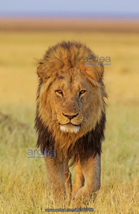 : 80184895 Lion - male - walking Savuti, Chobe National : 80184895 Lion - male - walking Savuti, Chobe National