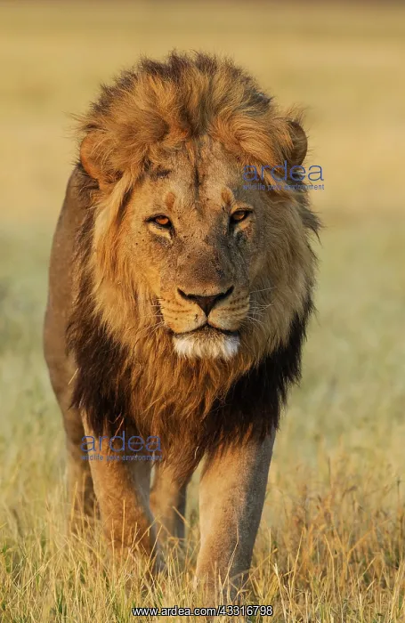 : 80184896 Lion - male - walking Savuti, Chobe National : 80184896 Lion - male - walking Savuti, Chobe National