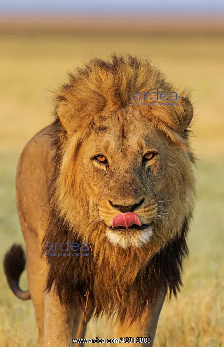 : 80184897 Lion - male about to yawn Savuti, Chobe : 80184897 Lion - male about to yawn Savuti, Chobe