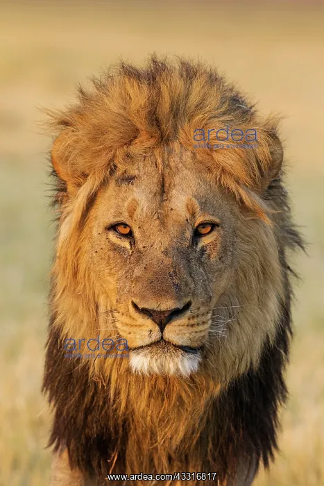 : 80184898 Lion - male Savuti, Chobe National Park : 80184898 Lion - male Savuti, Chobe National Park