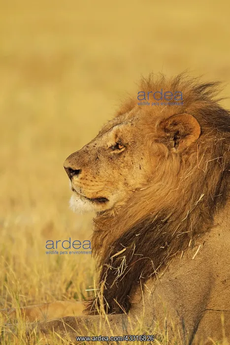: 80184899 Lion - resting male Savuti, Chobe National : 80184899 Lion - resting male Savuti, Chobe National