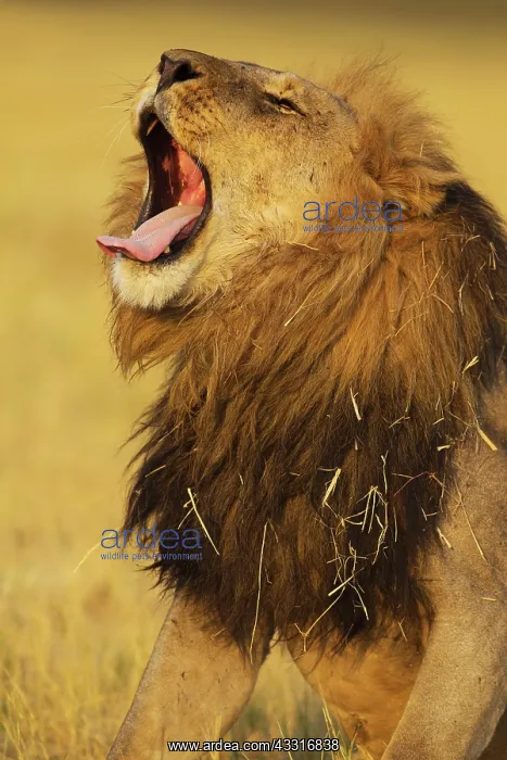 : 80184900 Lion - yawning male Savuti, Chobe National : 80184900 Lion - yawning male Savuti, Chobe National