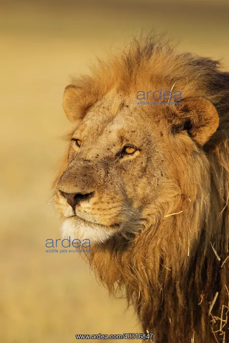 : 80184901 Lion - male Savuti, Chobe National Park : 80184901 Lion - male Savuti, Chobe National Park