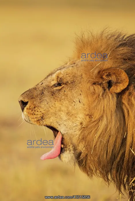 : 80184902 Lion - yawning male Savuti, Chobe National : 80184902 Lion - yawning male Savuti, Chobe National