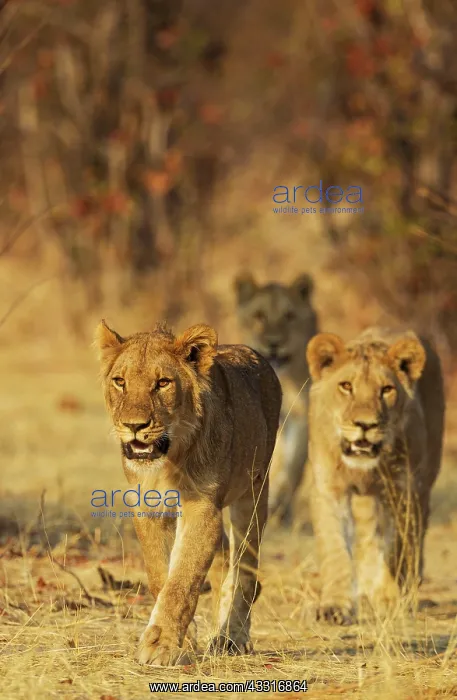  : 80184903 Lion - three subadult male cubs walking