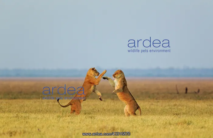 : 80184904 Lion - two females boisterously playing : 80184904 Lion - two females boisterously playing