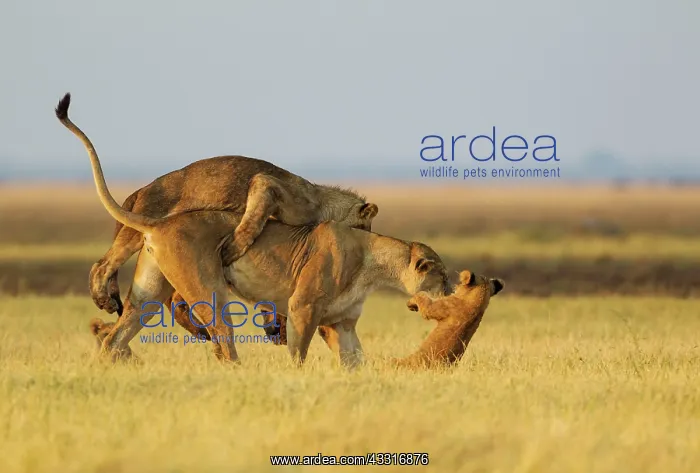 : 80184905 Lion - female with subadult male cub on : 80184905 Lion - female with subadult male cub on