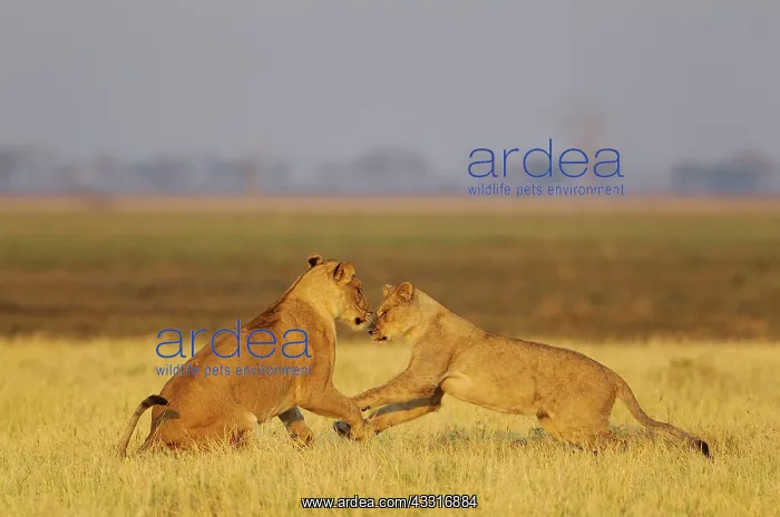 : 80184906 Lion - playful females at sunrise Savuti : 80184906 Lion - playful females at sunrise Savuti