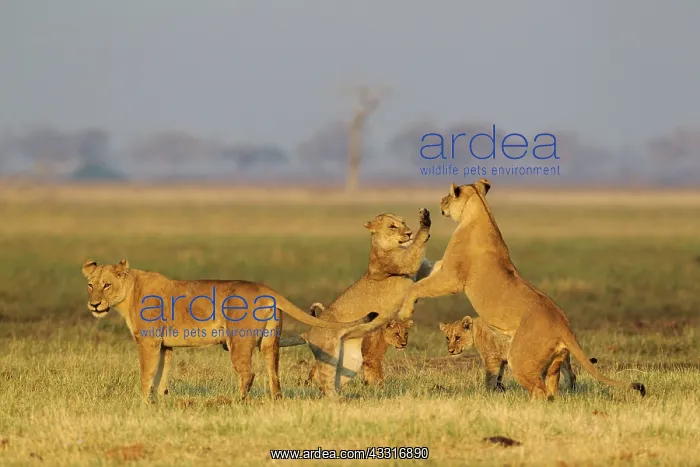 : 80184907 Lion - three females and two cubs - playful : 80184907 Lion - three females and two cubs - playful