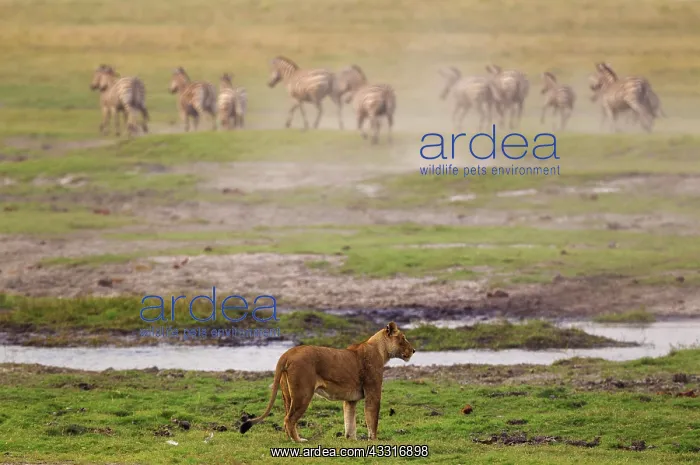 : 80184908 Lion - an abortive attempt of a female : 80184908 Lion - an abortive attempt of a female