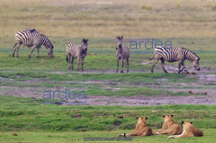: 80184909 Lion - the three hungry females would like : 80184909 Lion - the three hungry females would like