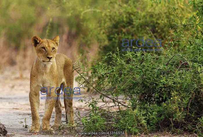 : 80184910 Lion - young female - very skinny and hungry : 80184910 Lion - young female - very skinny and hungry