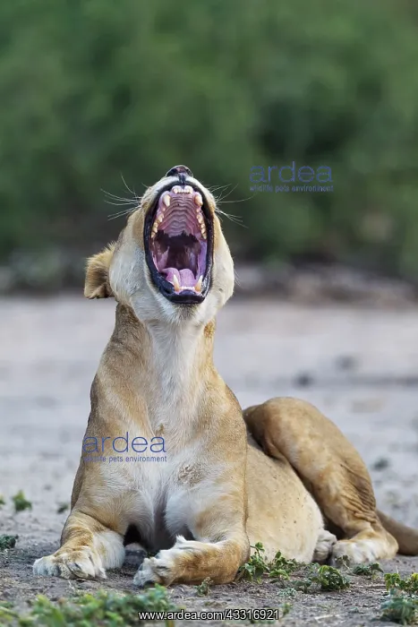 : 80184911 Lion - yawning female Chobe National Park : 80184911 Lion - yawning female Chobe National Park