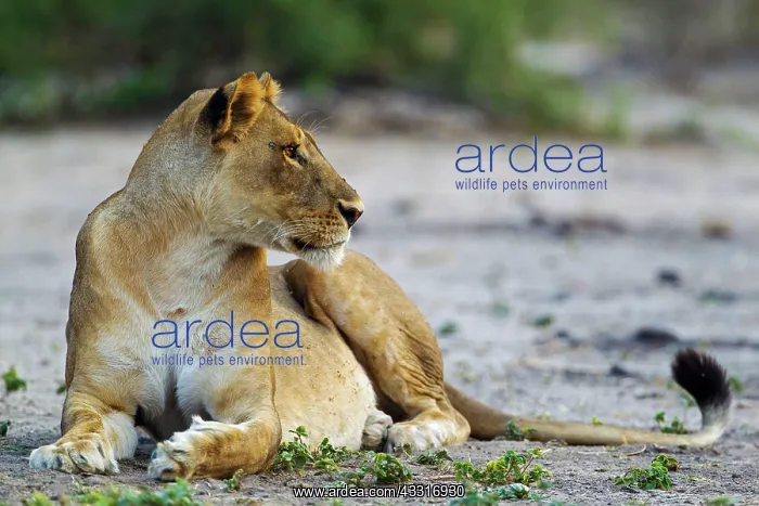 : 80184912 Lion - resting female Chobe National Park : 80184912 Lion - resting female Chobe National Park