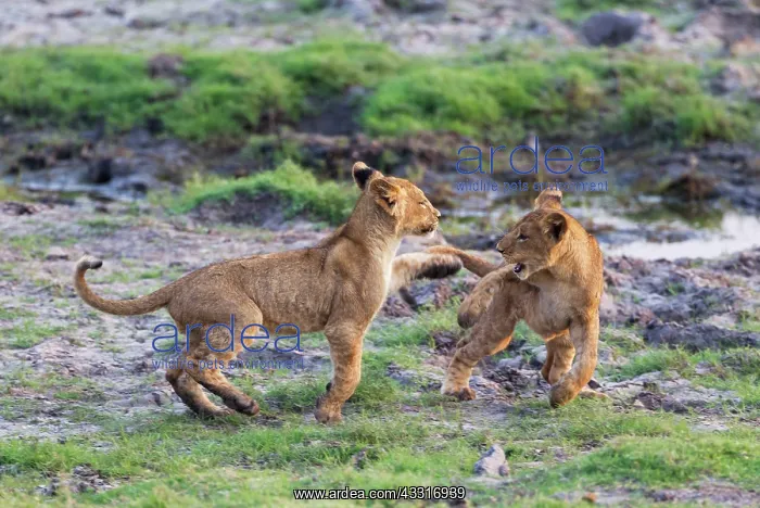 : 80184913 Lion - two playful cubs in the early morning : 80184913 Lion - two playful cubs in the early morning