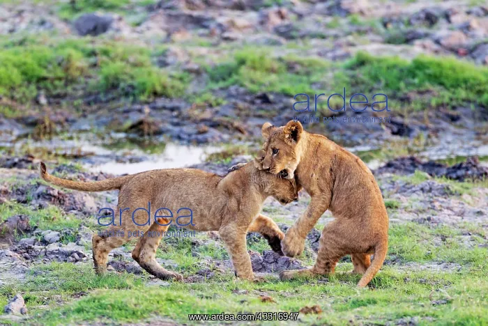 : 80184914 Lion - two playful cubs in the early morning : 80184914 Lion - two playful cubs in the early morning