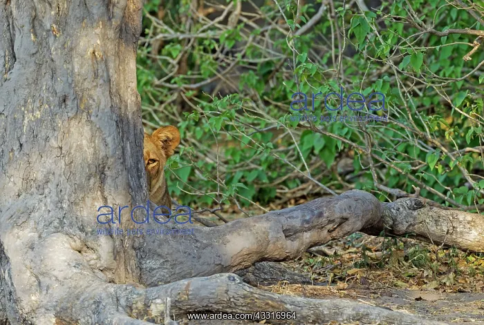 : 80184916 Lion - female in the shade of a tree observing : 80184916 Lion - female in the shade of a tree observing