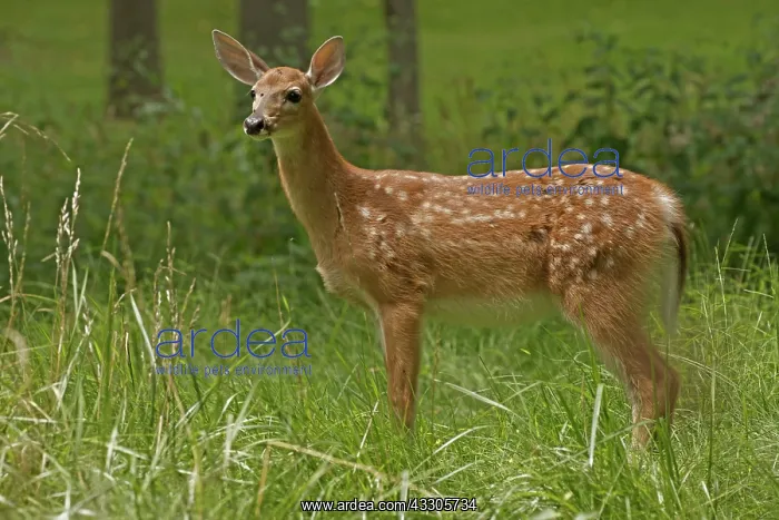 : 80185264 White-tailed Deer - fawn New York, USA : 80185264 White-tailed Deer - fawn New York, USA