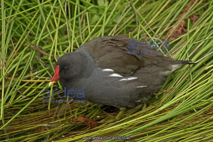 : 80185265 Common Moorhen England, UK Gallinula chloropus : 80185265 Common Moorhen England, UK Gallinula chloropus