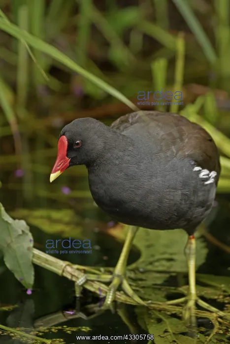 : 80185266 Common Moorhen England, UK Gallinula chloropus : 80185266 Common Moorhen England, UK Gallinula chloropus