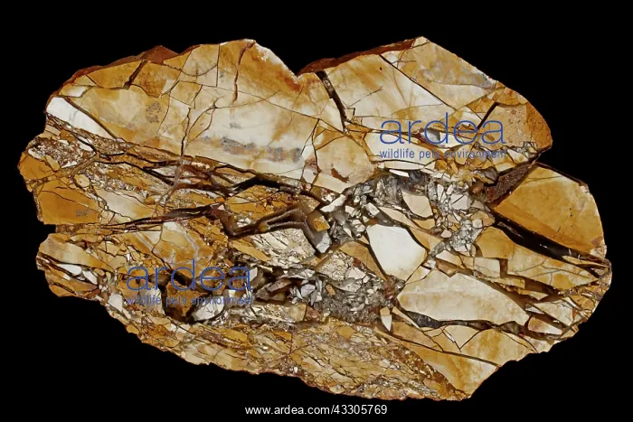: 80185267 Mookaite, Brecciated radiolarite, composed : 80185267 Mookaite, Brecciated radiolarite, composed