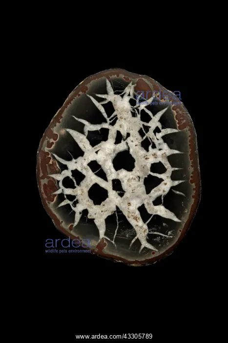 : 80185268 Septarian Nodule Morrocco John Cancalosi : 80185268 Septarian Nodule Morrocco John Cancalosi