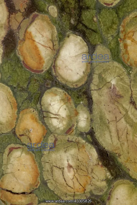 : 80185270 Fossil stromatolite, Kambaba jasper, close-up : 80185270 Fossil stromatolite, Kambaba jasper, close-up