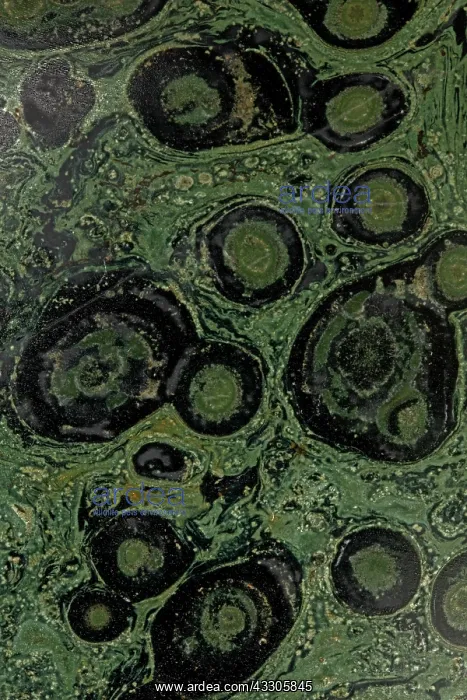 : 80185271 Fossil stromatolite, Kambaba jasper, close-up : 80185271 Fossil stromatolite, Kambaba jasper, close-up