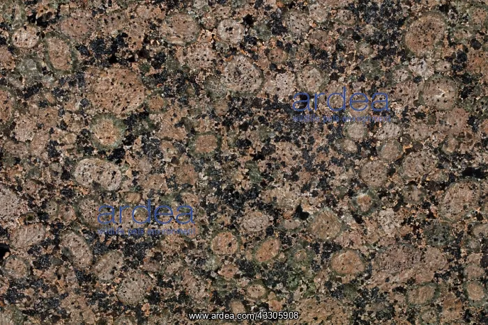 : 80185274 Rapakivi Granite: Finland, A hornblende-biotite : 80185274 Rapakivi Granite: Finland, A hornblende-biotite