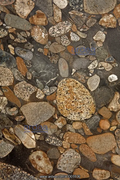 : 80185276 Conglomerate, polymictic, sedimentary rock : 80185276 Conglomerate, polymictic, sedimentary rock