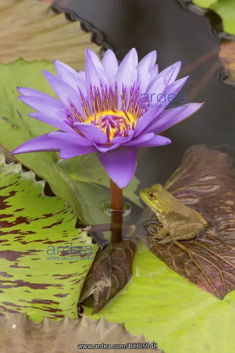 : 80185277 American Bullfrog - on Water Lily - indigenous : 80185277 American Bullfrog - on Water Lily - indigenous