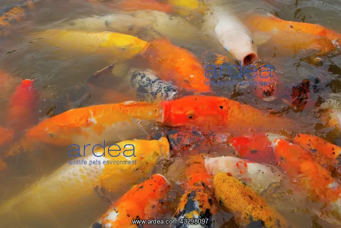 : 80185278 Koi Carp feeding at lake surface Sichuan : 80185278 Koi Carp feeding at lake surface Sichuan