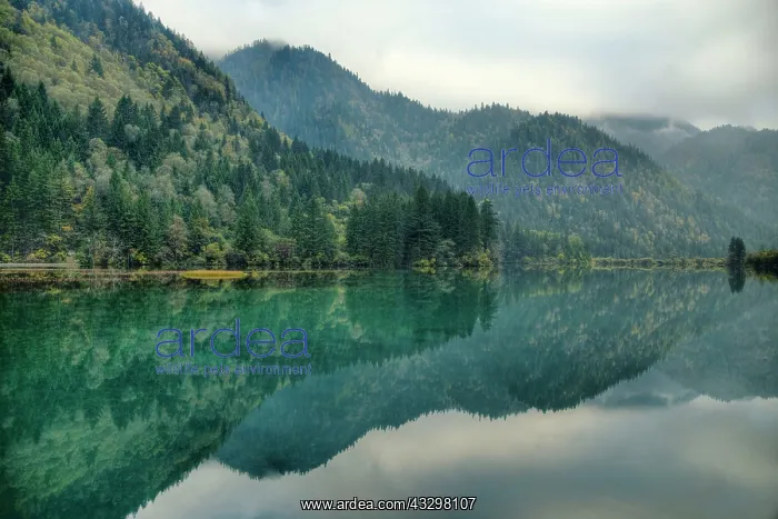 : 80185279 Bamboo Arrow Lake Jiuzhaigou National Park : 80185279 Bamboo Arrow Lake Jiuzhaigou National Park