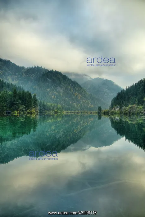 : 80185280 Bamboo Arrow Lake Jiuzhaigou National Park : 80185280 Bamboo Arrow Lake Jiuzhaigou National Park
