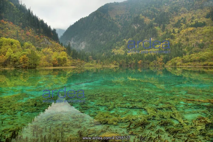 : 80185281 Multi-coloured Lake Jiuzhaigou National : 80185281 Multi-coloured Lake Jiuzhaigou National