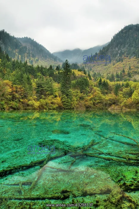 : 80185282 Multi-coloured Lake Jiuzhaigou National : 80185282 Multi-coloured Lake Jiuzhaigou National