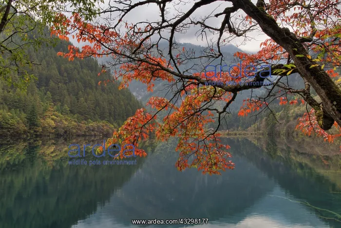 : 80185286 Mirror Lake & Autumn Colour Jiuzhaigou : 80185286 Mirror Lake & Autumn Colour Jiuzhaigou