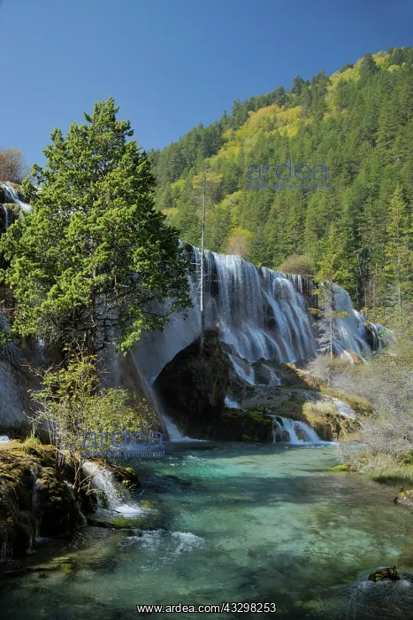 : 80185293 Pearl Shoal Waterfall Jiuzhaigou National : 80185293 Pearl Shoal Waterfall Jiuzhaigou National