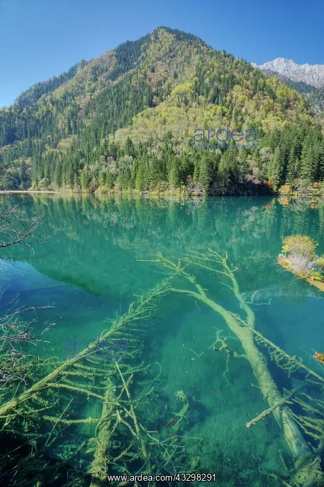 : 80185297 Bamboo Arrow Lake Jiuzhaigou National Park : 80185297 Bamboo Arrow Lake Jiuzhaigou National Park