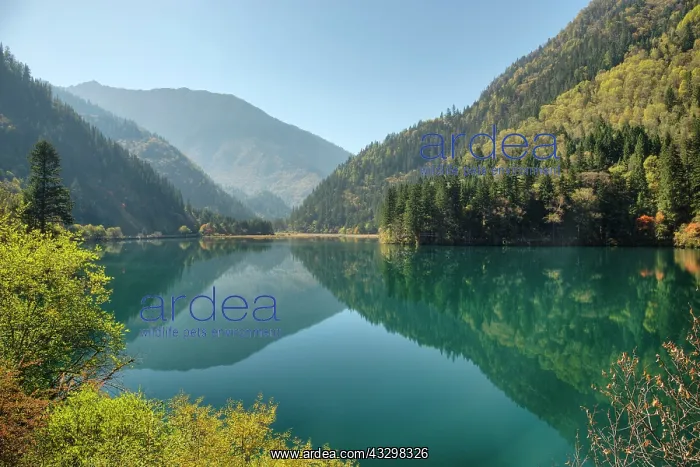 : 80185300 Bamboo Arrow Lake Jiuzhaigou National Park : 80185300 Bamboo Arrow Lake Jiuzhaigou National Park