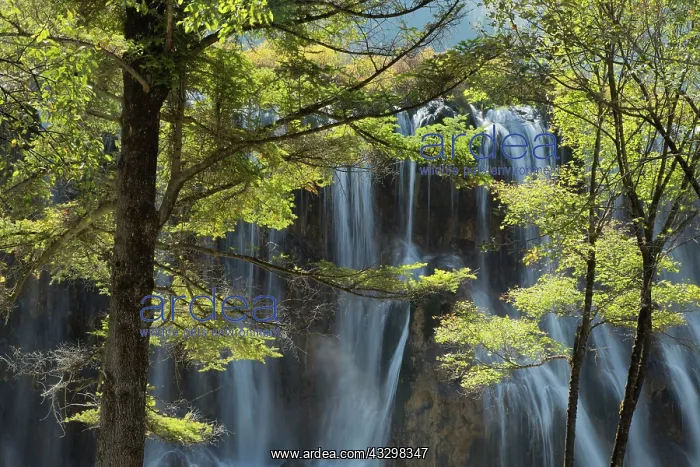 : 80185302 Nuorilang Waterfall Jiuzhaigou National : 80185302 Nuorilang Waterfall Jiuzhaigou National